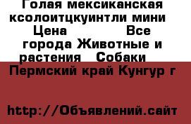 Голая мексиканская ксолоитцкуинтли мини › Цена ­ 20 000 - Все города Животные и растения » Собаки   . Пермский край,Кунгур г.